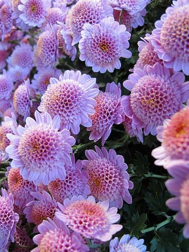 Cushion mums are the type best grown in perennial gardens. They are available in many colors and forms.