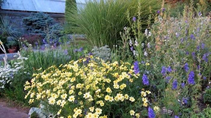 Make sure there is good soil and complete fertilizer for optimum growth. Many perennials are "heavy feeders" which produce lots of bloom.