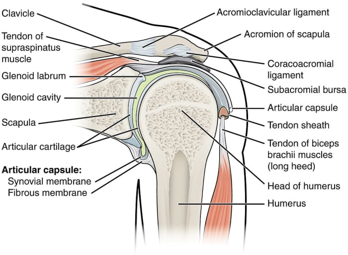 Inside Of Supraspinatus Muscle