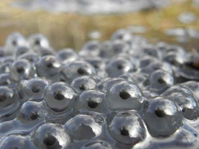 How to Kill or Get Rid of Frogs and Toads 6 Simple Steps Dengarden