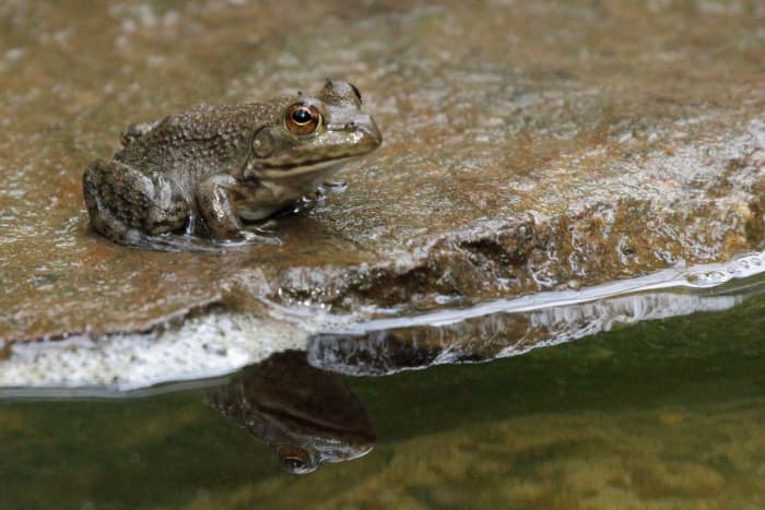 The American Bullfrog is considered an invasive species. Are the noisy frogs in your yard American Bullfrogs?