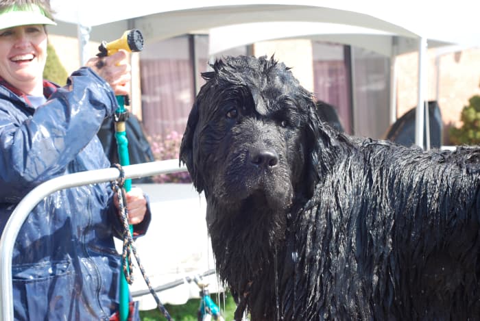 A Newfoundland getting a bath. This dog looks like a challenge to bathe, but you can get the job done if you follow these tips from experts.