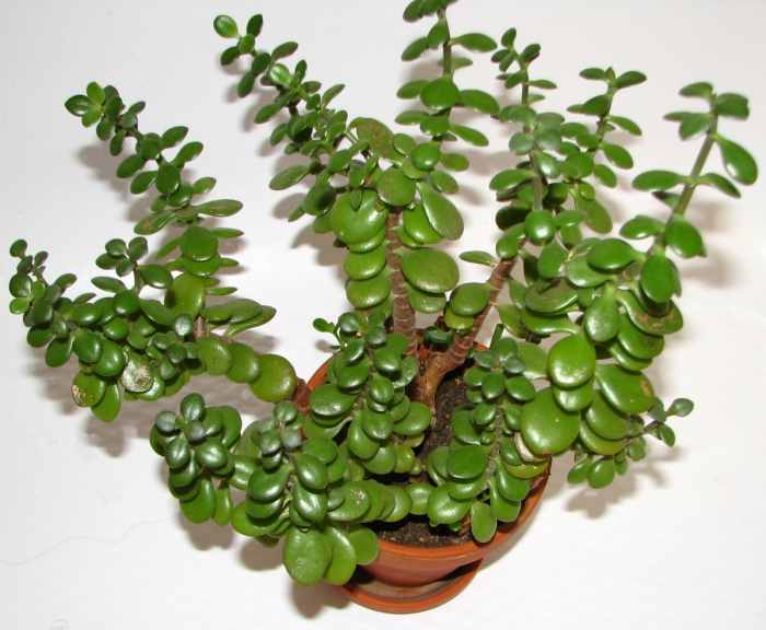 How to Care For and Propagate Jade Plants Dengarden