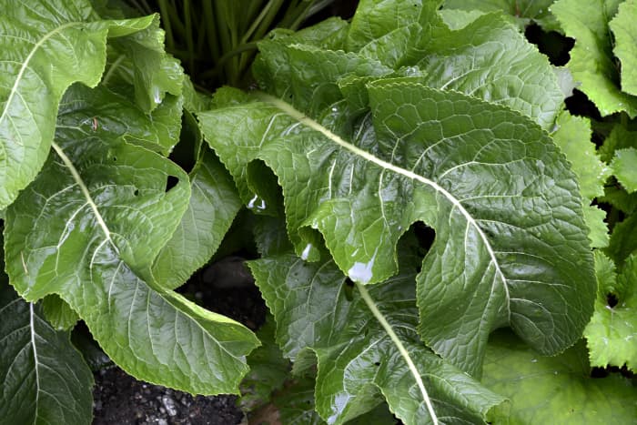 Horseradish prefers loose, rich, and well-drained soil and likes to be grown in a very sunny location.