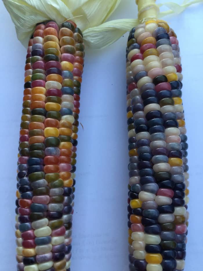 Attempting to get onto the long waiting list at Seeds Trust is one of the few ways that you can hope to obtain some seeds of the amazing glass gem corn.