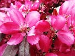 Pink Crabapple Tree - "Profusion" photo by Diane Cass. Do NOT use without permission, all rights reserved.