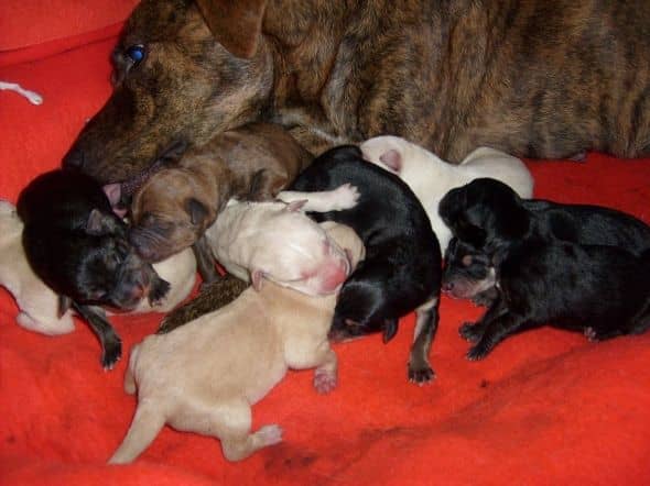 Our dog's litter of 9 healthy pups, only minutes old. All born between 3 am and 9 am on December 31st, 2010.