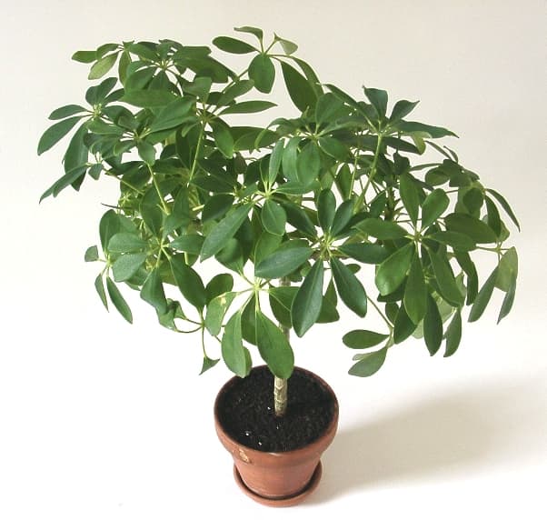 How to Grow an Umbrella Plant Indoors or Outdoors Dengarden