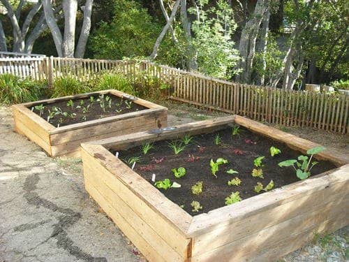 How to Plant Your First Vegetable Garden - Dengarden