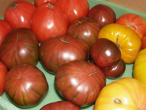 Heirloom Beefsteak Tomatoes grown hydroponically. Photo Credit: http://www.flickr.com/photos/jpck/3426725551/ under Creative Commons Attribution License