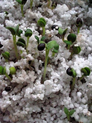 Hydroponic Seedlings. Photo courtesy of http://www.flickr.com/photos/ibitmylip/139761697/ under Creative Commons Attribution License