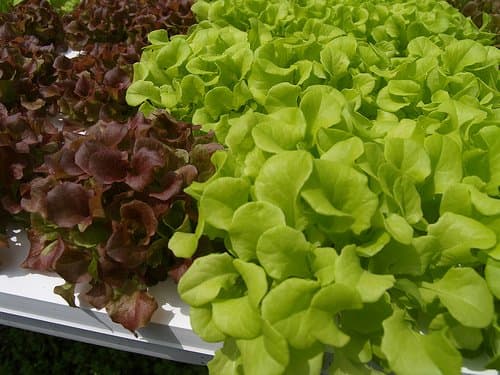 Delicious looking hydroponic greens. Photo Credit: http://www.flickr.com/photos/jpck/3389041192/ under Creative Commons Attribution License