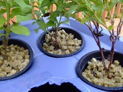 Stevia growing in a hydroponic garden. Photo Credit: http://www.flickr.com/photos/jwynia/226673012/ under Creative Commons Attribution License