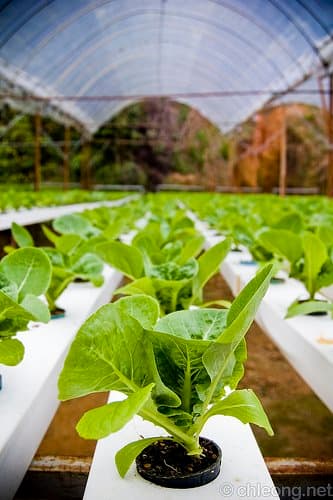Hydroponic veggies. Photo courtesy of http://www.flickr.com/photos/chleong/2822036232/ under Creative Commons Attribution License