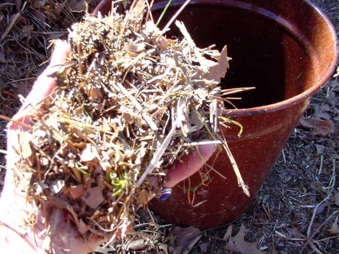 Compost - shredded leaves