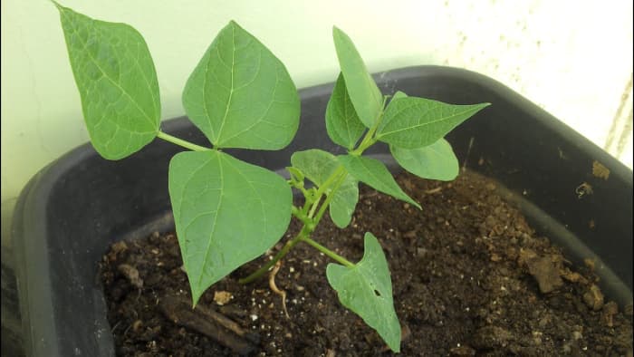 Beans have somewhat large seeds, so they're easy for kids to handle and the plants form beautiful vines as they grow.