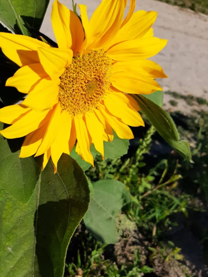 Even though these aren't veggies, sunflowers are a great addition to your child's garden since they are very beautiful and require little care. There's also a possibility that they'll grow to be taller than your kid by the end of the summer!