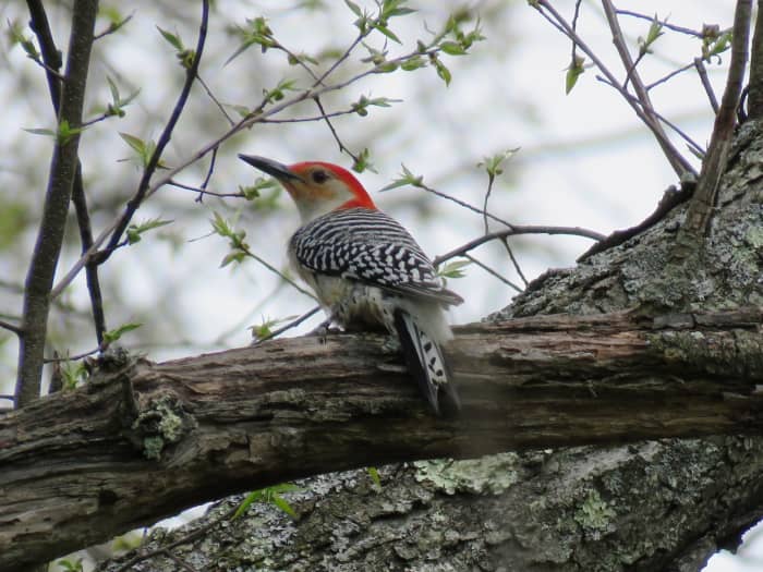 The Red-bellied Woodpecker is one of seven woodpeckers that make their homes in Pennsylvania and the northeast.