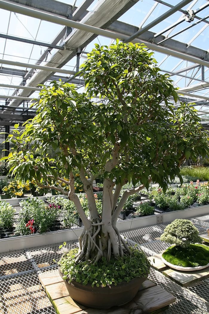 How to Grow a Ficus Tree (Weeping Fig) as a Houseplant - HubPages