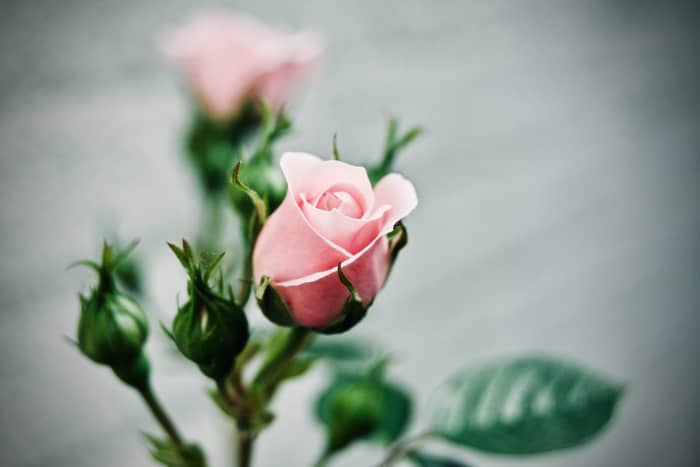 Combining the rose quartz with roses decoratively in your bath, home or office is an effective method to maximize the healing properties of the crystal.