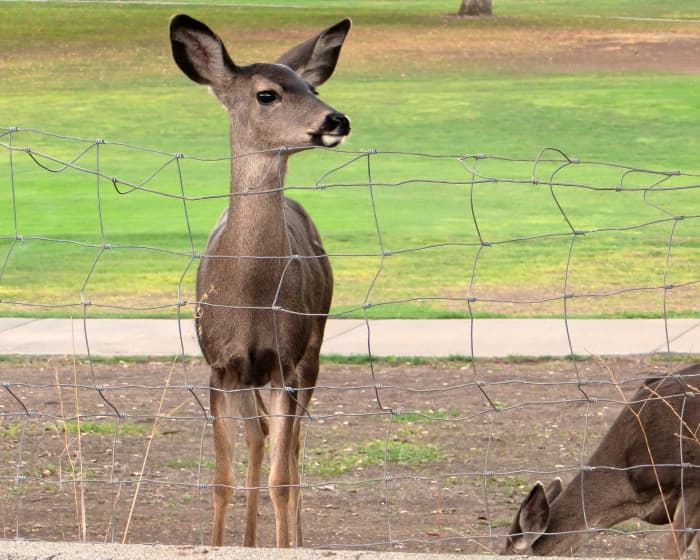 Best Homemade and Commercial Deer Deterrents for Your Garden