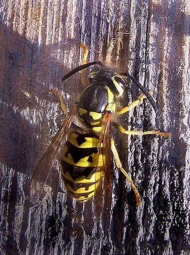 Bee, Wasp, or Yellow Jacket? - Dengarden