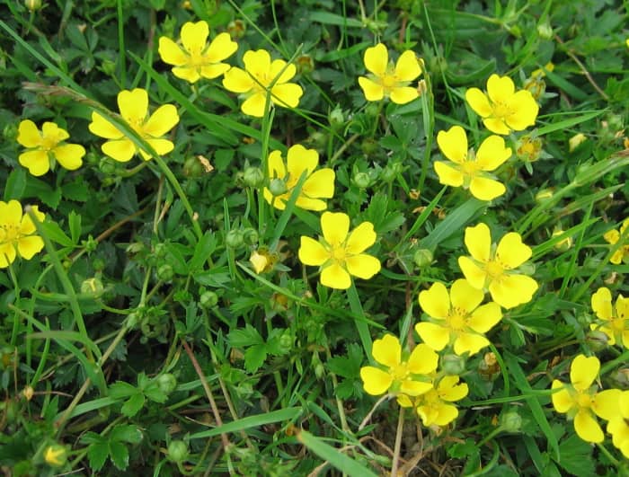 Cinquefoil means "five petals." The plant resembles a strawberry plant and is sometimes known by the name "barren strawberry."