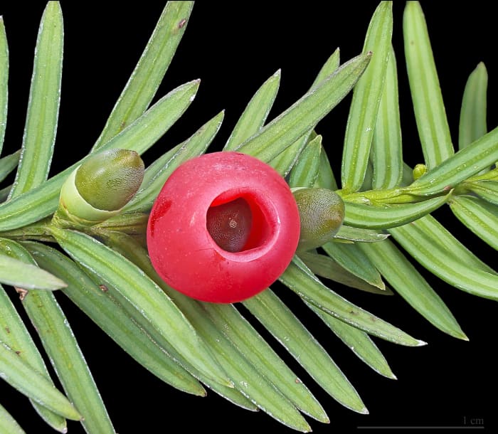 The yew flower is actually the cone of the evergreen yew tree.