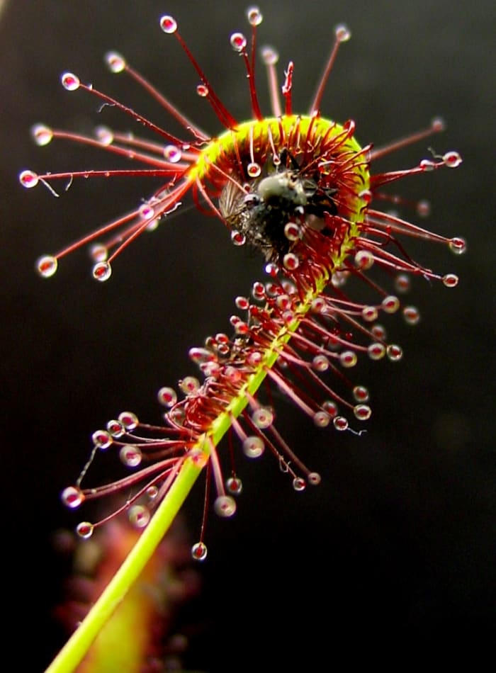 The round-leaved sundew is a carnivorous plant. This one is bending to capture and eat an insect.