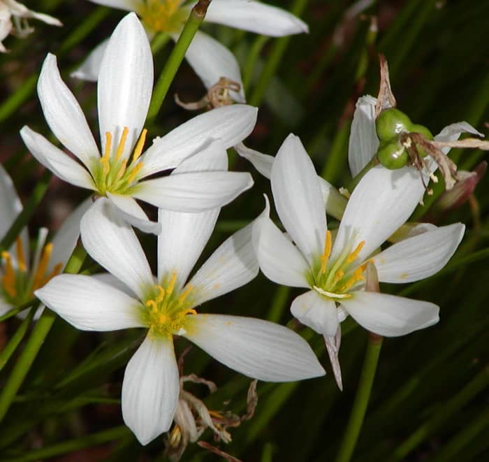 Zephyranthes is also called rain flower and fairy lily.
