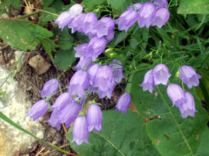 Bellflower, or campanula, grow in many areas of the world, with varieties in North America,  the Southern Hemisphere, and South Africa.