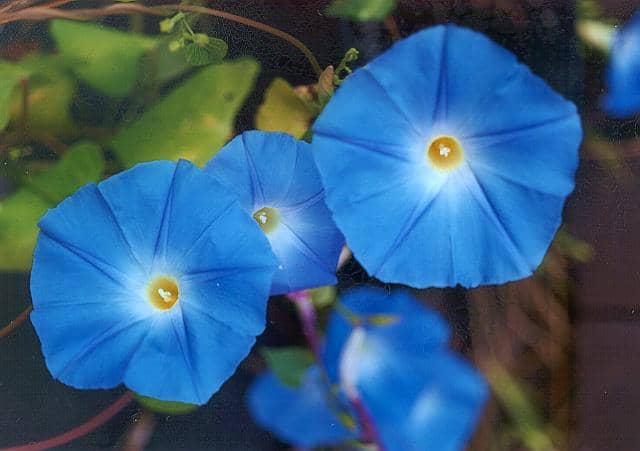Ipomea are also called morning glories. This particular color is "heavenly blue."