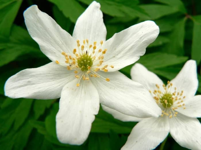 Wood anenome is a spring-blooming flower that is also called windflower.