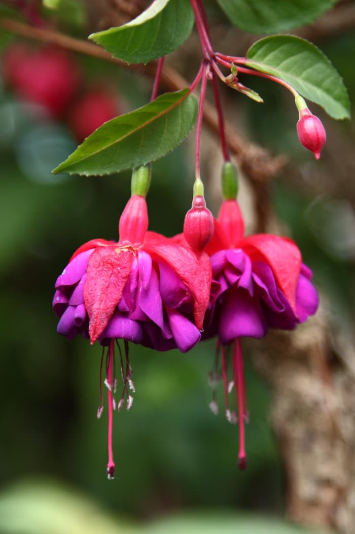 Lady's eardrops, or fuchsia, bloom in a vibrant array of colours from deep purple to red and pale pink.