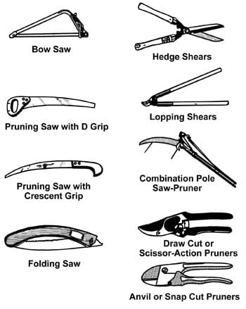 How to Prune Fruit Trees: Pruning Made Easy! - Dengarden