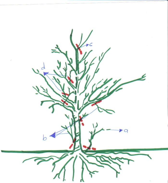 How to Prune Fruit Trees: Pruning Made Easy! - Dengarden