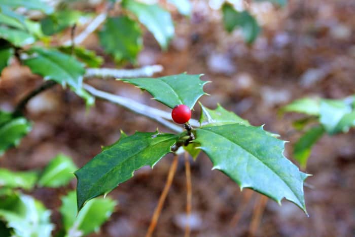 Un primer planode las hojas puntiagudas y las bayas rojas del acebo americano.'s spiky leaves and red berries. 