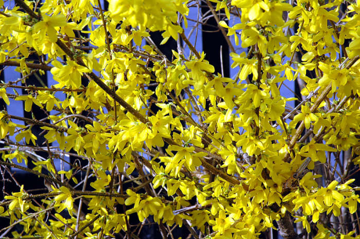 La forsitia florece a finales de invierno o principios de primavera cuando no tiene hojas en sus tallos.