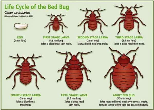 A Comprehensive Guide on How to Detect and Remove Bedbugs - Dengarden