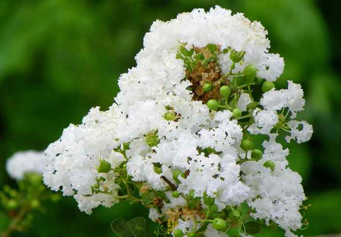 Closeup of crape myrtle blossoms