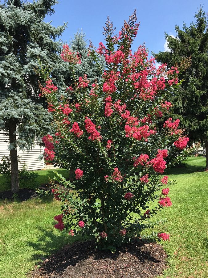 crape-myrtles-in-southern-landscapes