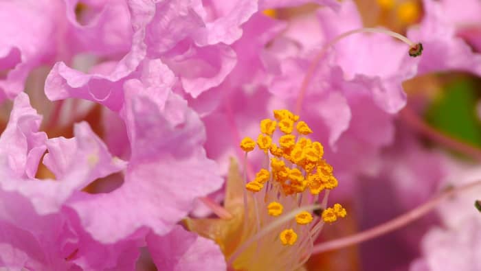 Closeup photo of crape myrtle blossom