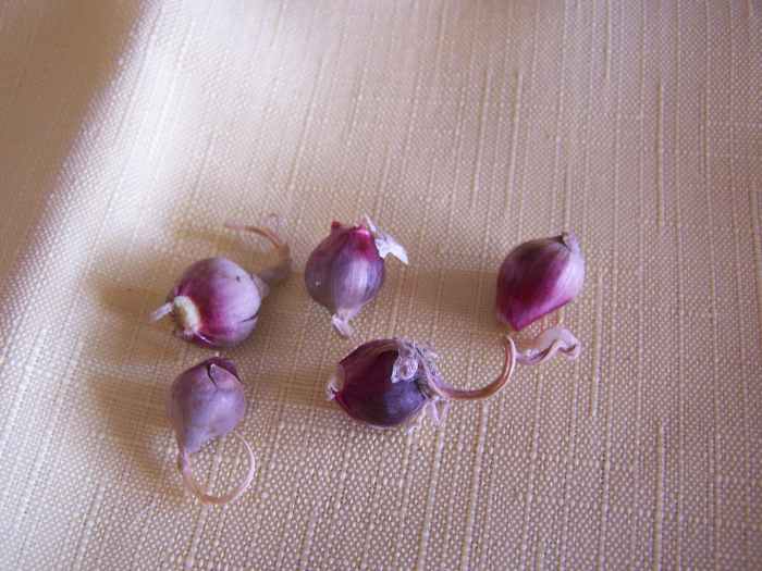 Growing and Using Egyptian Onions Dengarden