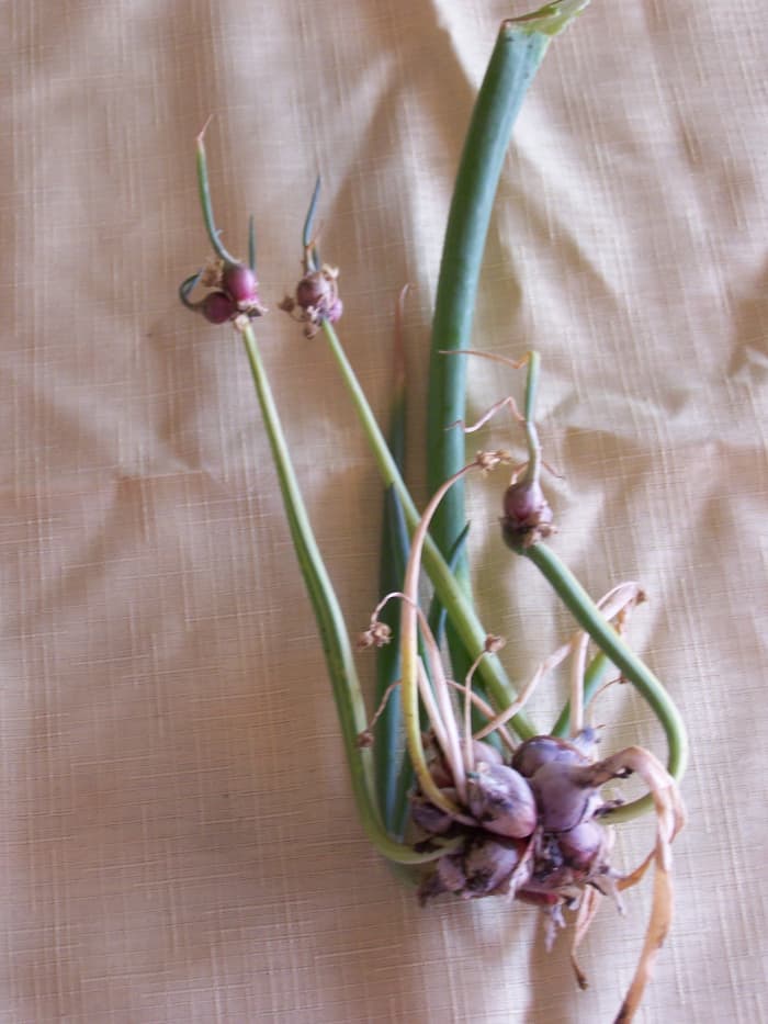 Growing and Using Egyptian Onions - Dengarden