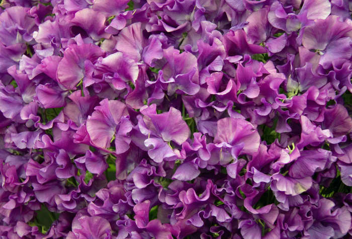 Sweet peas will climb and cover your cane structure too, providing beautiful, fragrant blooms you and your children will love.
