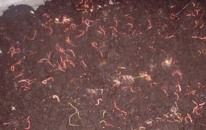 Baby worms