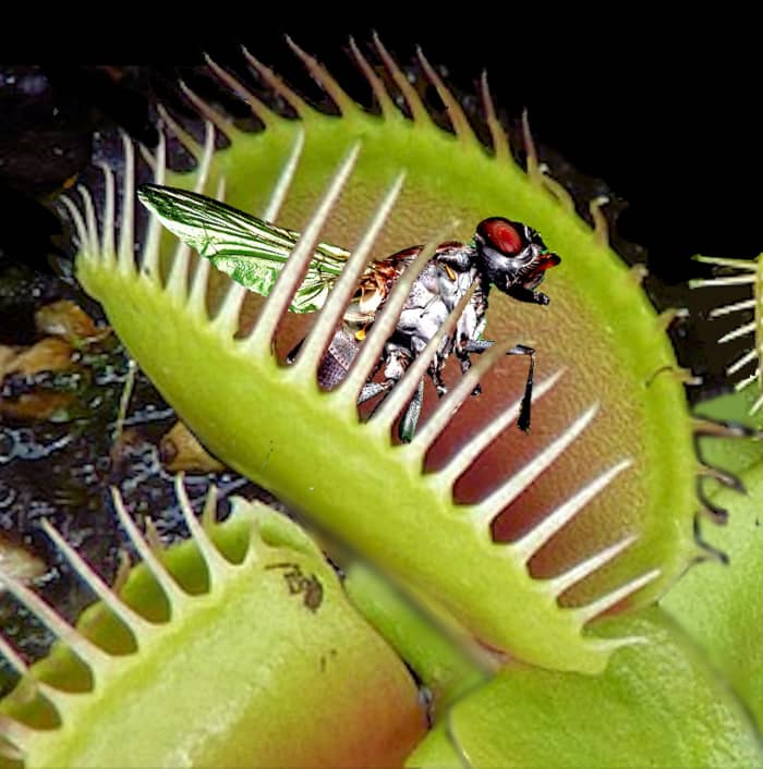Do you need to hand-feed a Venus flytrap? And, if so, what should you feed it?