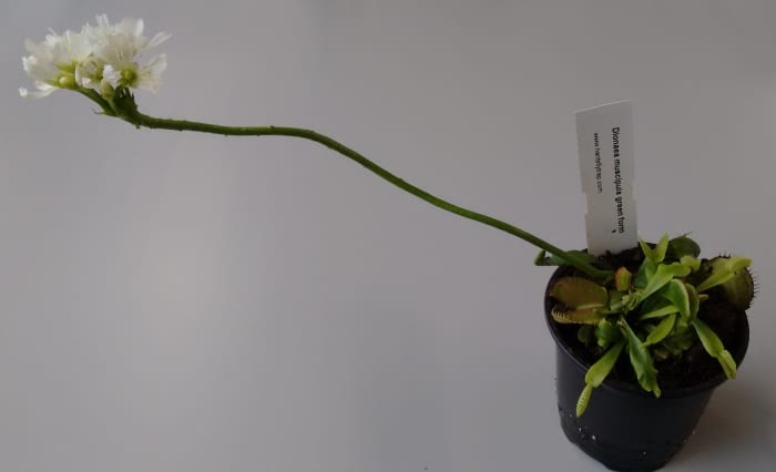 Although a Venus flytrap's flower is lovely, it often kills the plant. Pinch the flower off and the plant can save that energy for more growth.