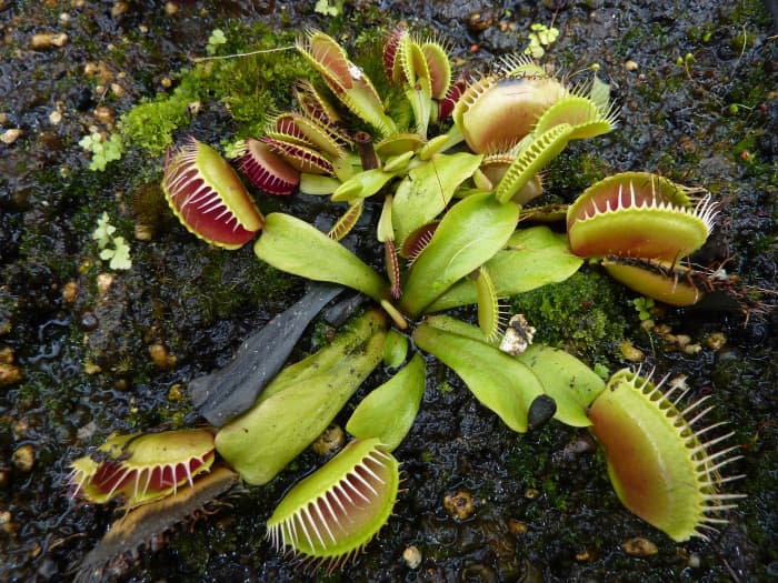 Venus flytraps are almost extinct in their native environment along the coast of North and South Carolina.