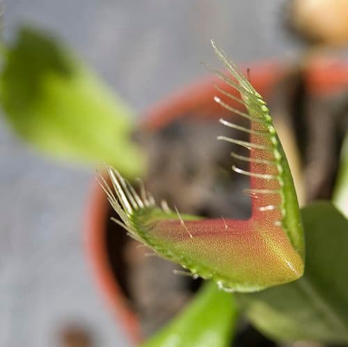 This close-up shows the trigger hairs, which are extremely sensitive. Movement detected by two of these hairs will snap the trap shut.